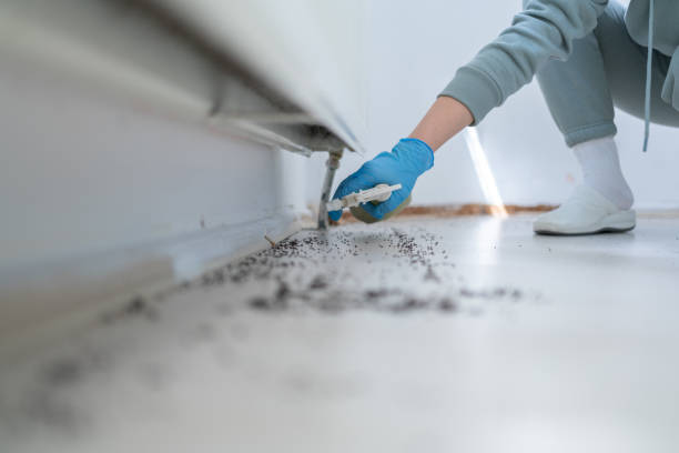 Best Ant Control Services  in Lukachukai, AZ